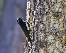 Williamson's Sapsucker