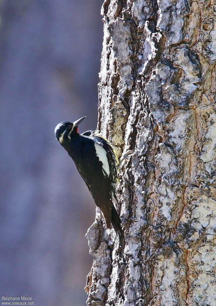 Williamson's Sapsucker