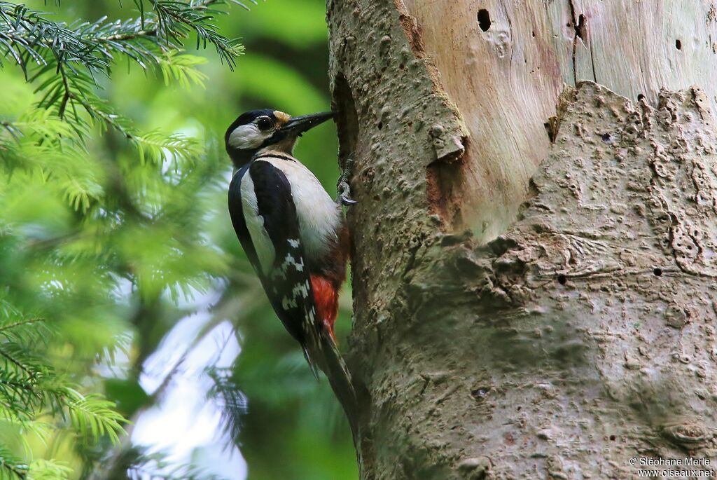 Great Spotted Woodpecker female