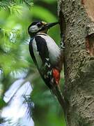 Great Spotted Woodpecker