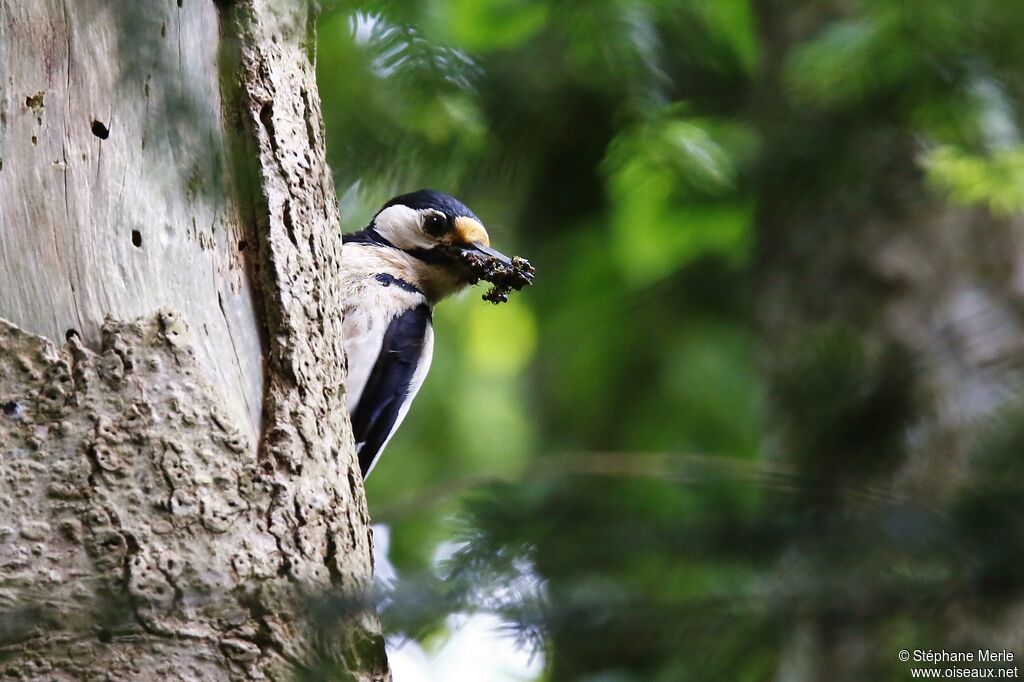 Great Spotted Woodpecker female