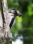 Great Spotted Woodpecker