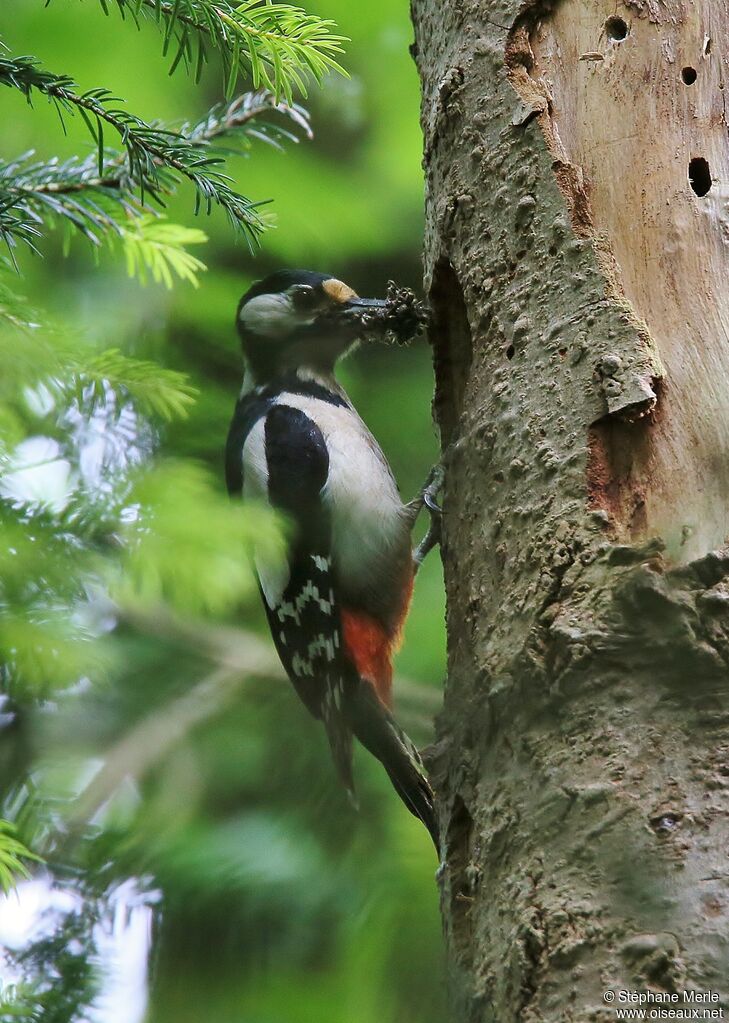 Great Spotted Woodpecker