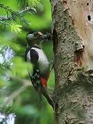 Great Spotted Woodpecker