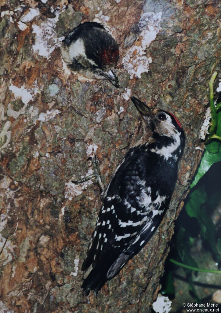 Lesser Spotted Woodpeckeradult