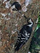 Lesser Spotted Woodpecker