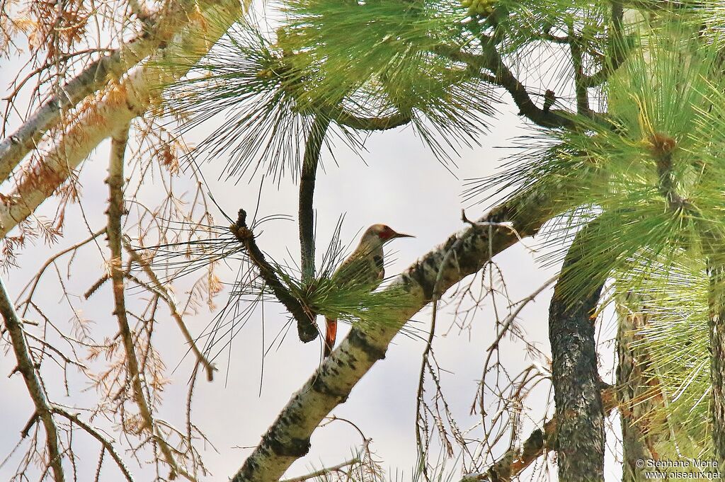 Northern Flicker