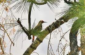 Northern Flicker