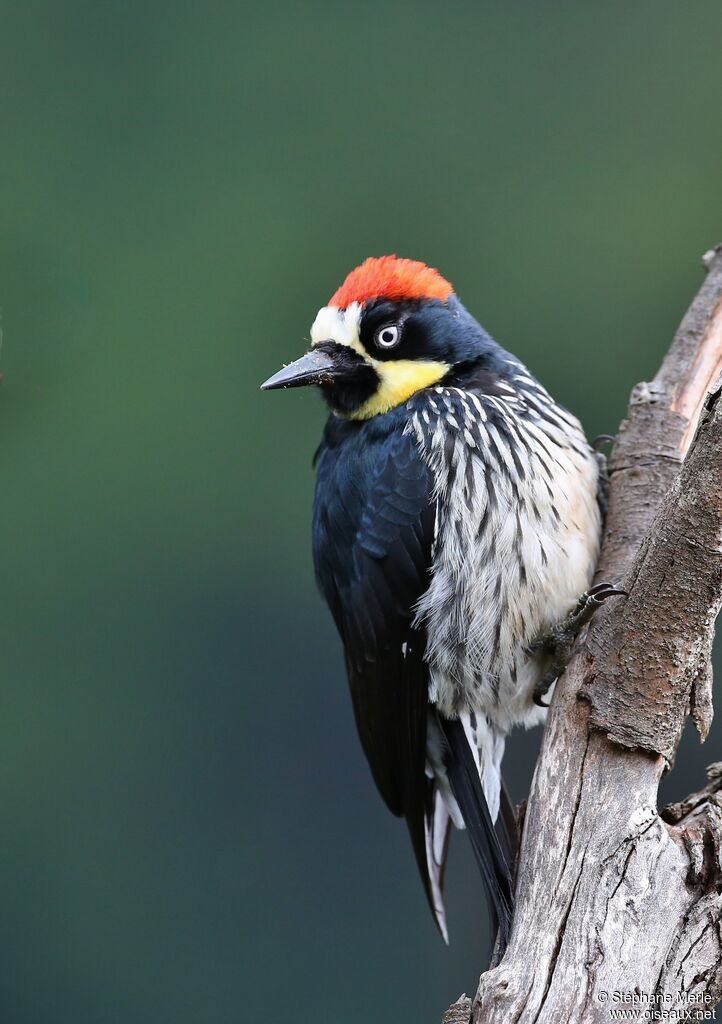 Acorn Woodpecker male adult