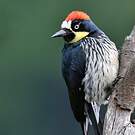 Pic glandivore