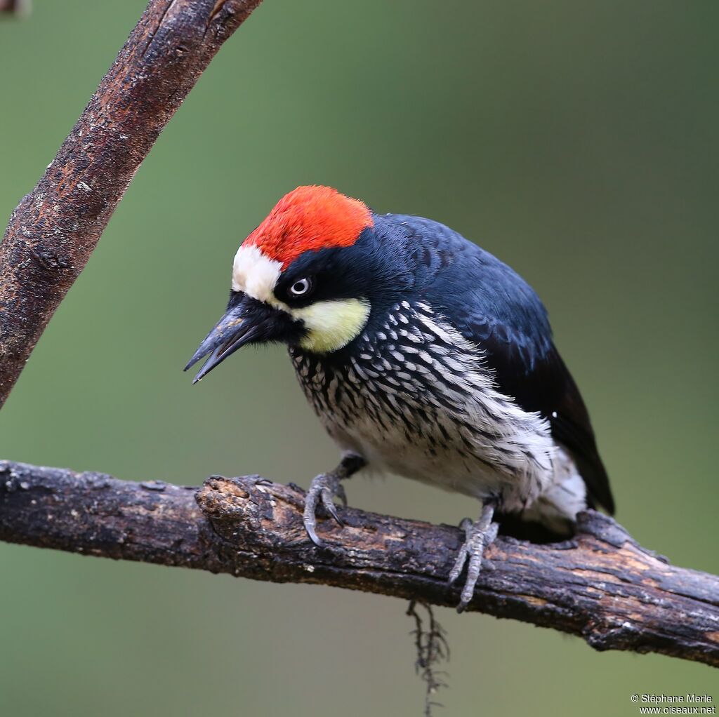 Acorn Woodpecker male