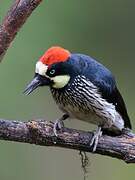 Acorn Woodpecker