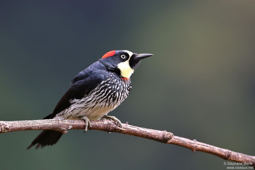 Acorn Woodpecker female adult