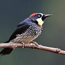 Pic glandivore