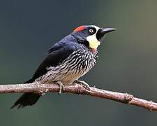 Acorn Woodpecker