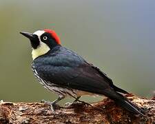 Acorn Woodpecker