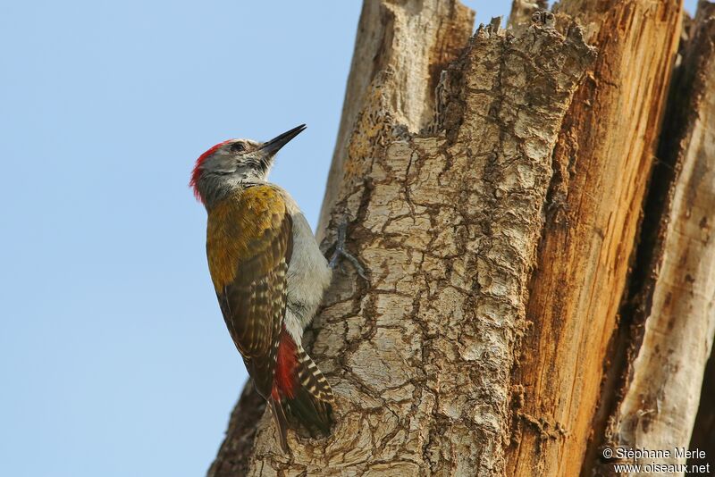 African Grey Woodpecker male