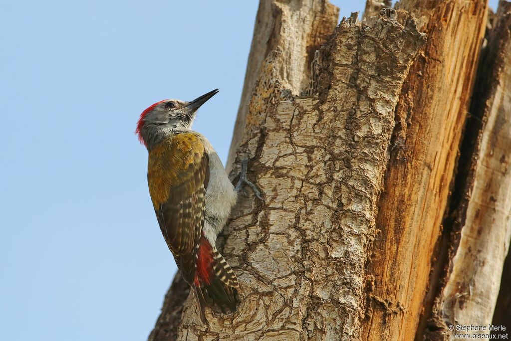 African Grey Woodpecker male