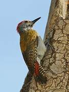 African Grey Woodpecker