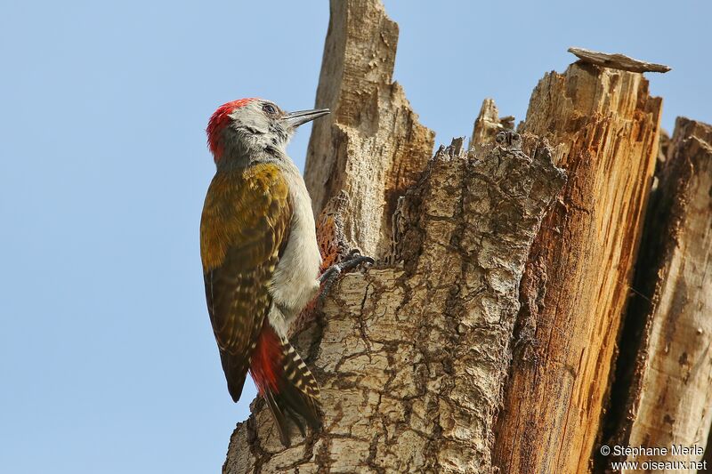 African Grey Woodpecker male