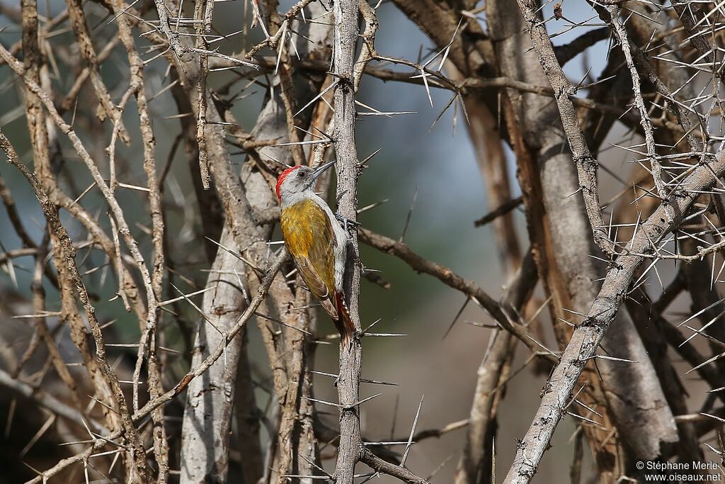 African Grey Woodpecker male