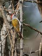 African Grey Woodpecker