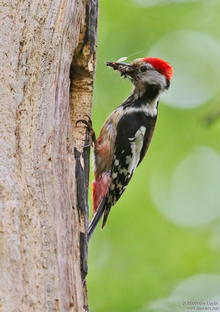 Middle Spotted Woodpeckeradult, Reproduction-nesting