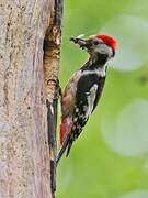 Middle Spotted Woodpecker