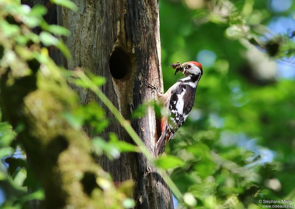 Middle Spotted Woodpeckeradult breeding