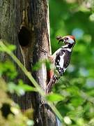 Middle Spotted Woodpecker