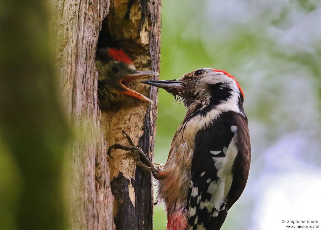 Middle Spotted Woodpecker