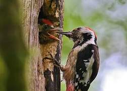 Middle Spotted Woodpecker