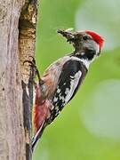 Middle Spotted Woodpecker