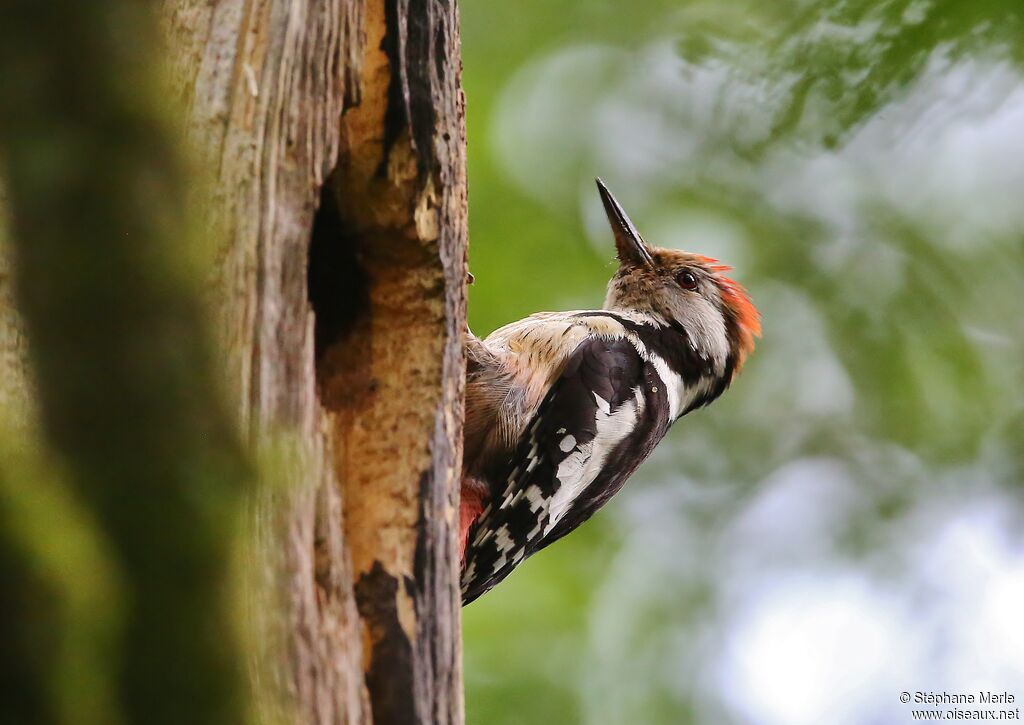 Middle Spotted Woodpecker