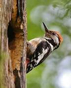 Middle Spotted Woodpecker