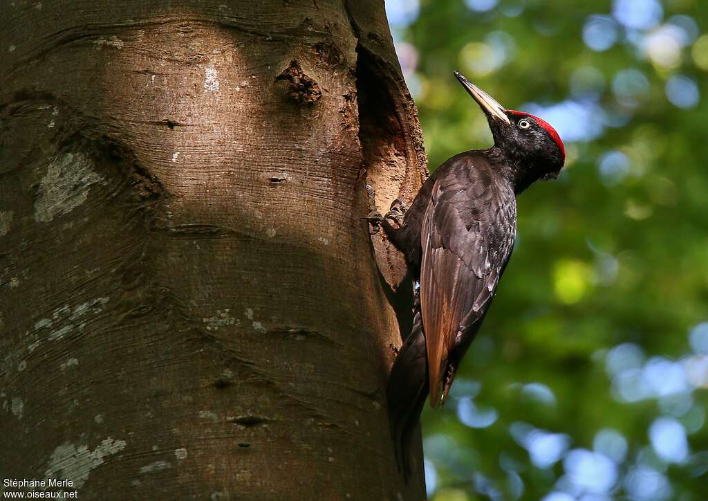 Black Woodpecker male adult, identification