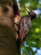 Black Woodpecker