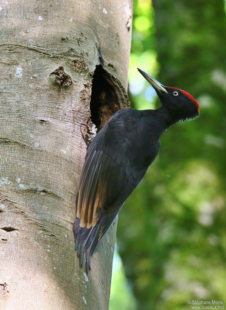 Black Woodpeckeradult