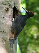 Black Woodpecker