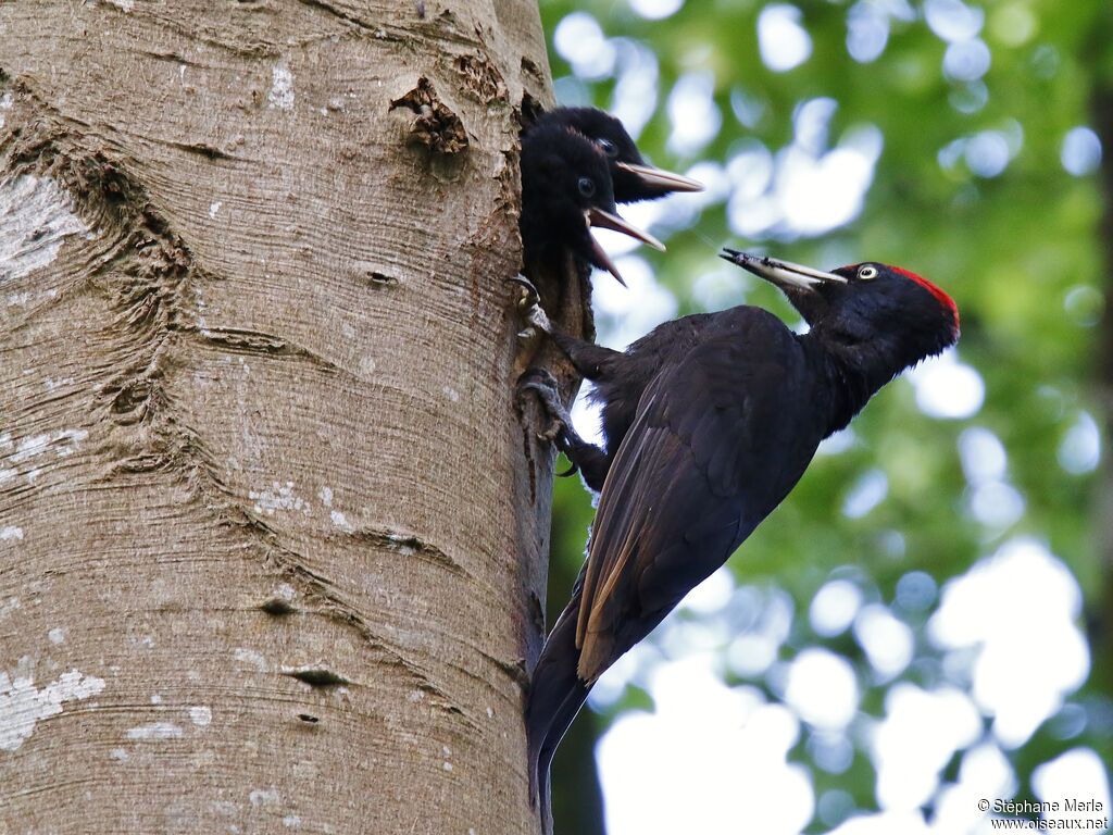 Black Woodpecker