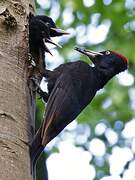 Black Woodpecker