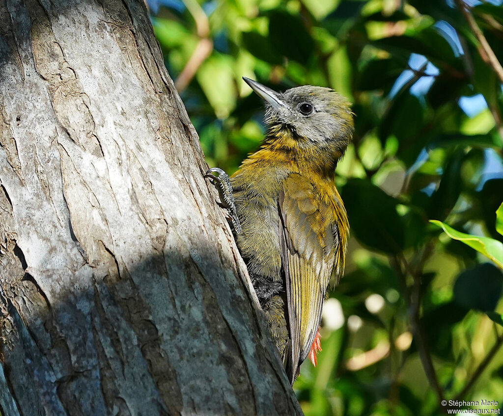 Olive Woodpecker