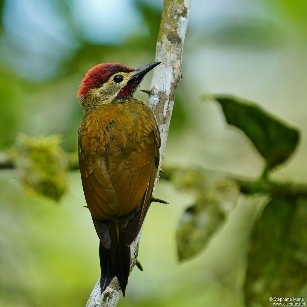 Golden-olive Woodpeckeradult