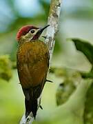 Golden-olive Woodpecker