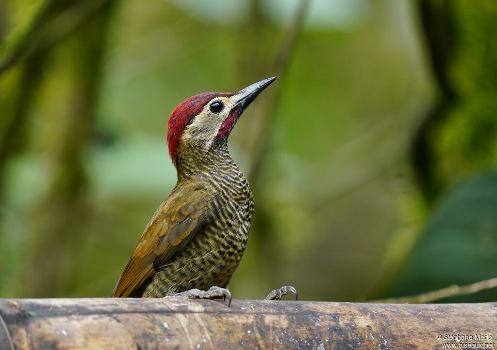 Golden-olive Woodpecker