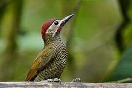 Golden-olive Woodpecker