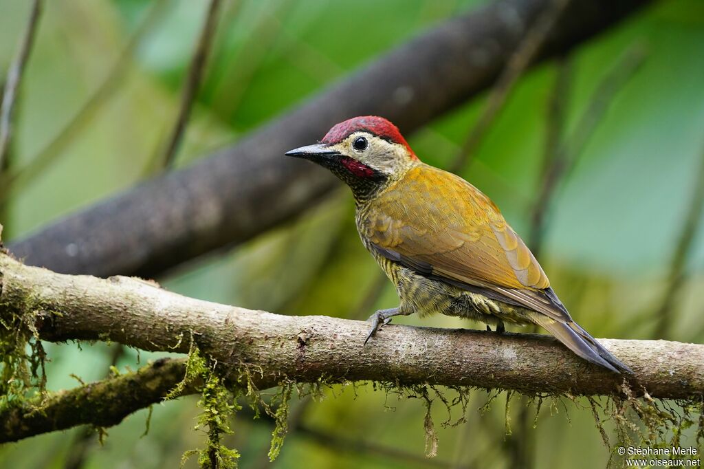 Golden-olive Woodpecker male adult