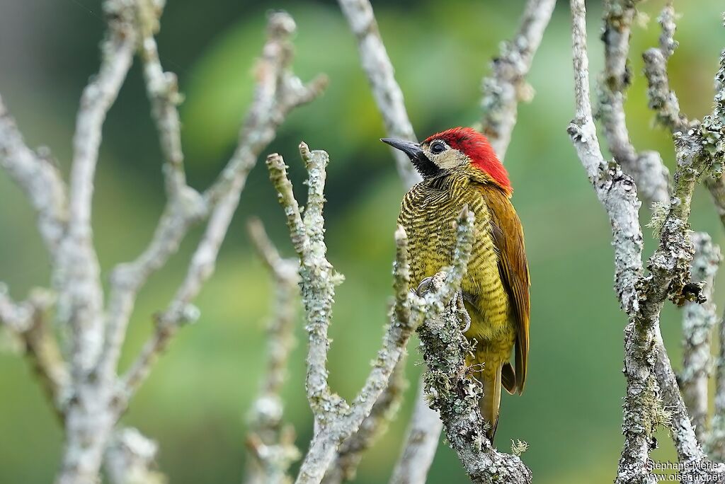 Golden-olive Woodpecker female adult