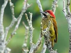 Golden-olive Woodpecker