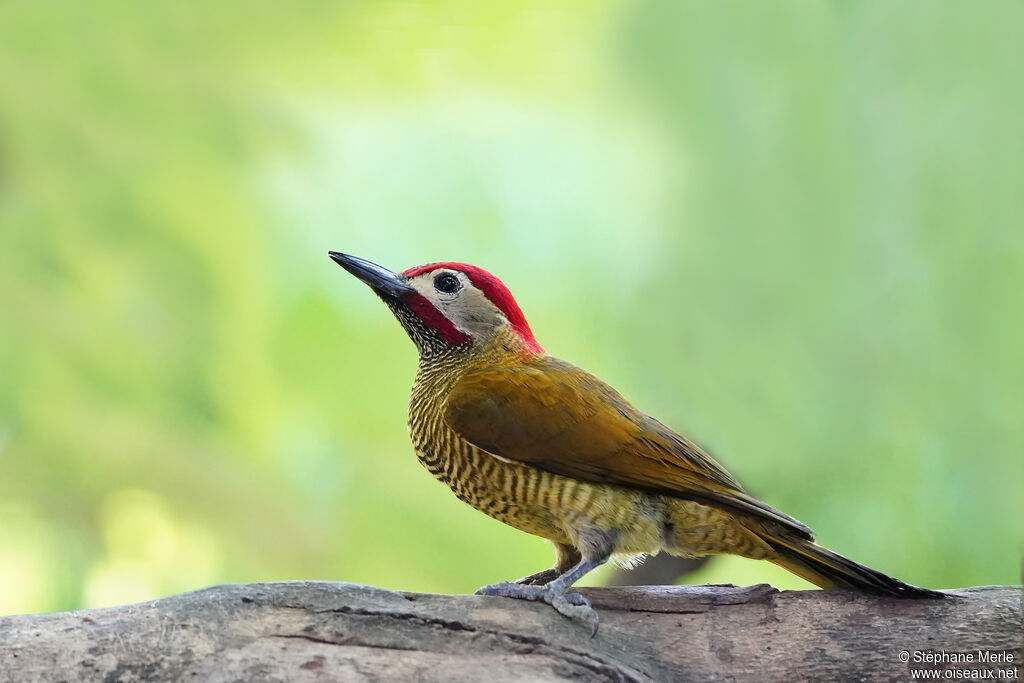 Golden-olive Woodpecker male adult